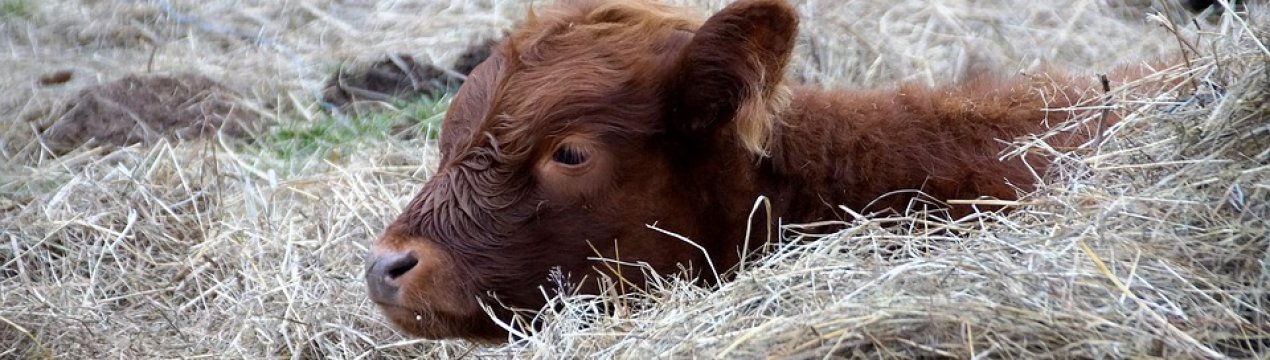 На одній з ферм Білорусі корови гинуть від голоду