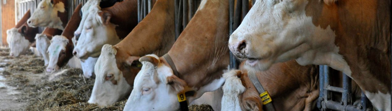 Хабаровские аграрії обіцяють коровам 19 тисяч тонн корму