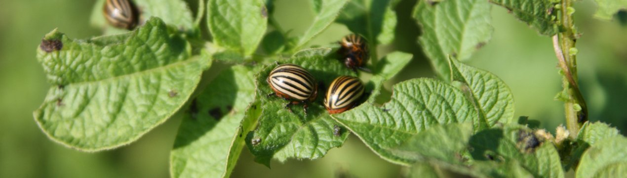 Сибірський робот береже картоплю від колорадського навали»