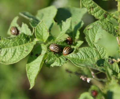 Сибірський робот береже картоплю від колорадського навали»