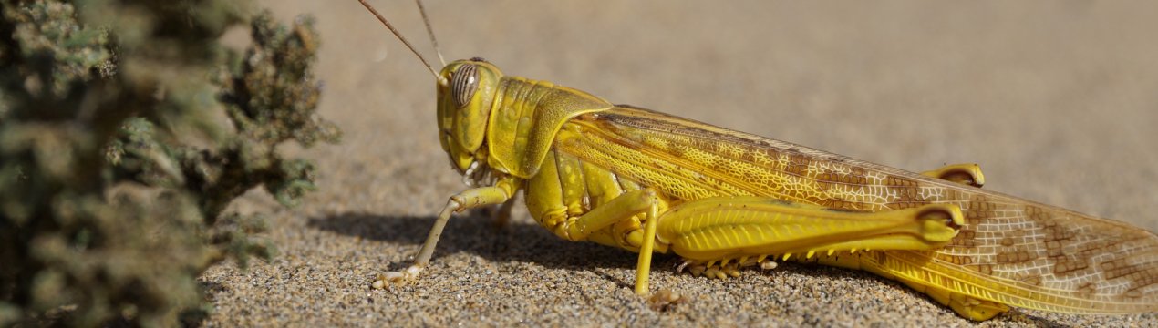 Комахи-шкідники «приватизували» понад 8 тисяч гектарів забайкальських