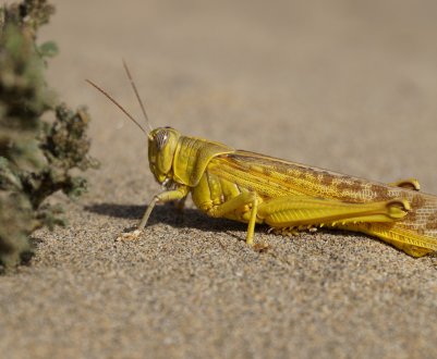 Комахи-шкідники «приватизували» понад 8 тисяч гектарів забайкальських