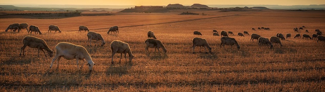 Жертвами віспи впали 1500 овець Казахстану