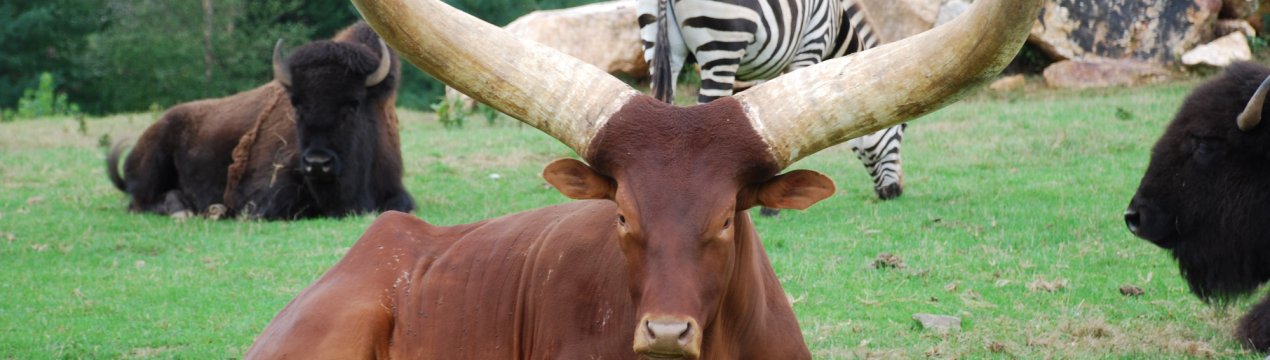Корова-рекордсменка носить на голові 90-кілограмові рогу