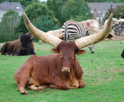 Корова-рекордсменка носить на голові 90-кілограмові рогу