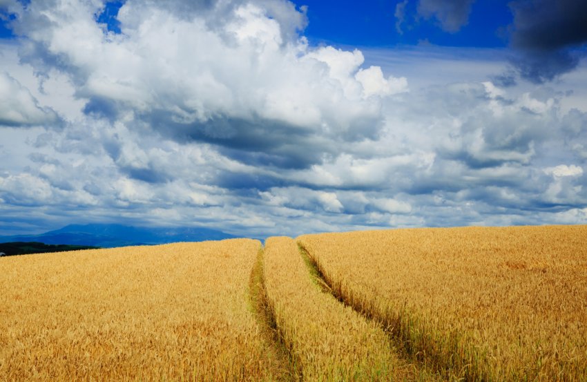 Пшениця на українських полях постраждала із-за не вчасно внесених ЗЗР
