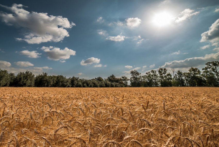 Пшениця на українських полях постраждала із-за не вчасно внесених ЗЗР