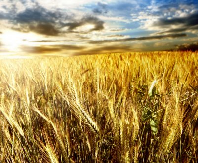 Пшениця на українських полях постраждала із-за не вчасно внесених ЗЗР