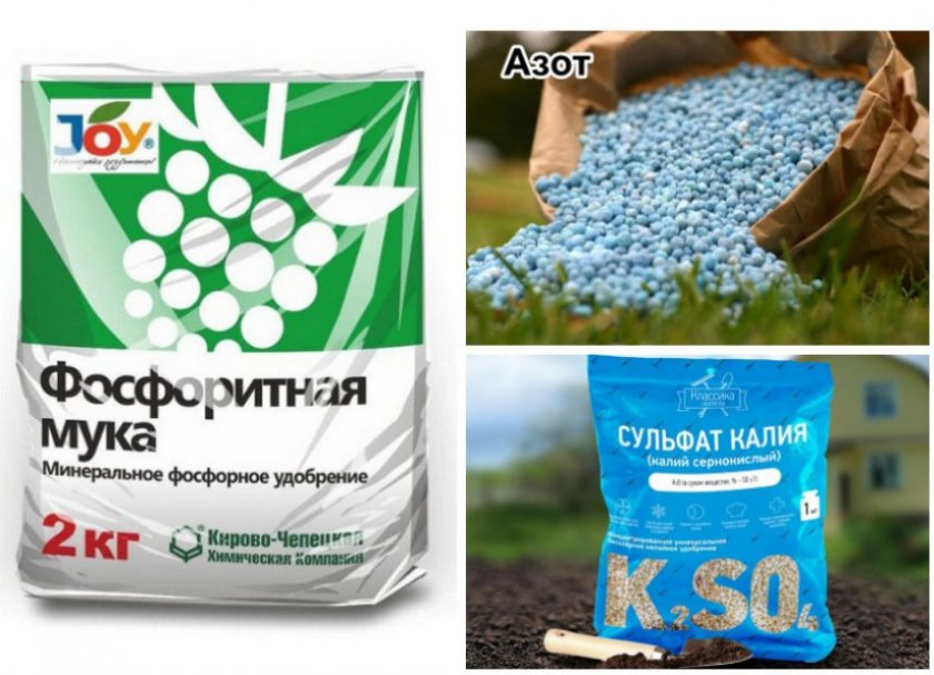 Минеральные удобрения для ежевики Минеральные удобрения для ежевики