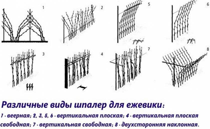 Шпалеры для ежевики Шпалеры для ежевики