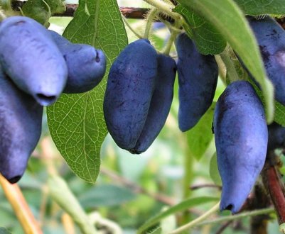 Жимолость камчатська Синьоока: характеристика та особливості вирощування