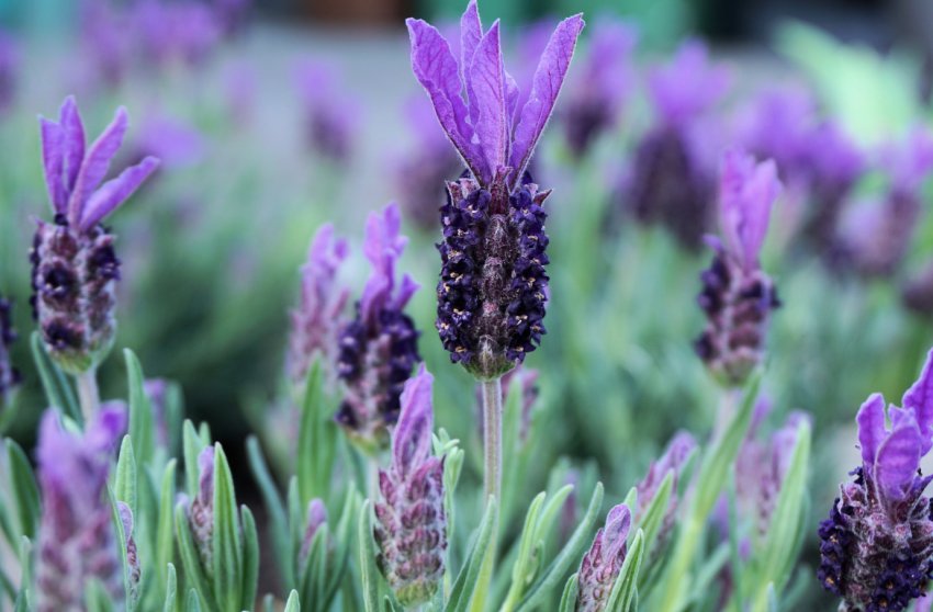 В Херсонській області вирощують альтернативу лаванді В Херсонській області вирощують альтернативу лаванді