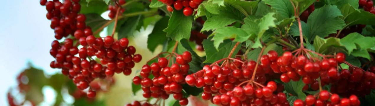 Користь червоної калини для здоров'я чоловіків