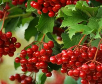 Користь червоної калини для здоров'я чоловіків