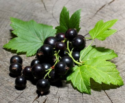 Користь і шкода листя чорної смородини