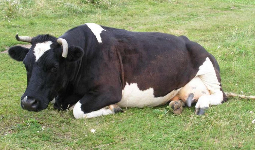 Цистицеркоз ВРХ