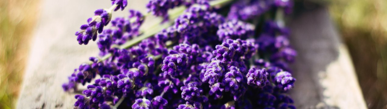 У Херсонській області вирощують альтернативу лаванді