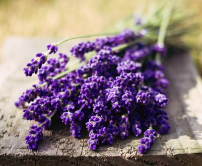 У Херсонській області вирощують альтернативу лаванді