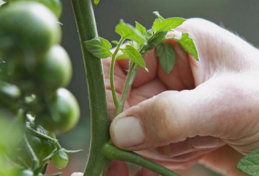 Пасинкування Пасинкування