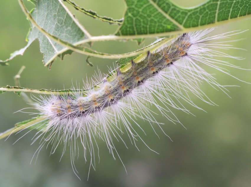 В Рівненській області оселився небезпечний шкідник