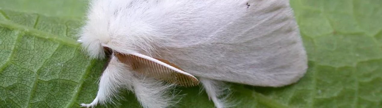 У Рівненській області оселився небезпечний шкідник