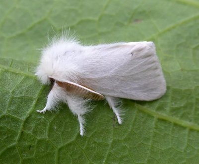 У Рівненській області оселився небезпечний шкідник