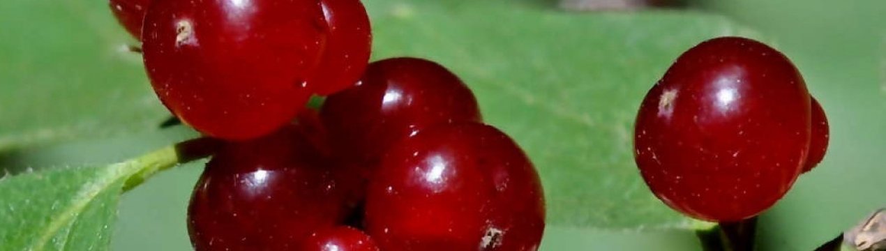 Жимолость лісова: основні характеристики, отруйність, властивості