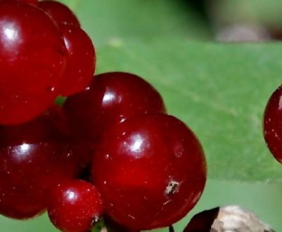 Жимолость лісова: основні характеристики, отруйність, властивості