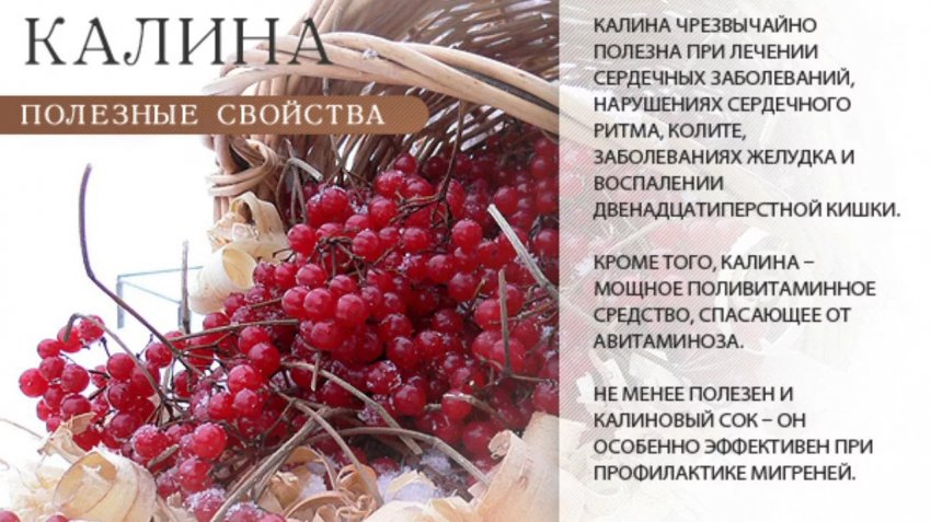 Полезные свойства калины