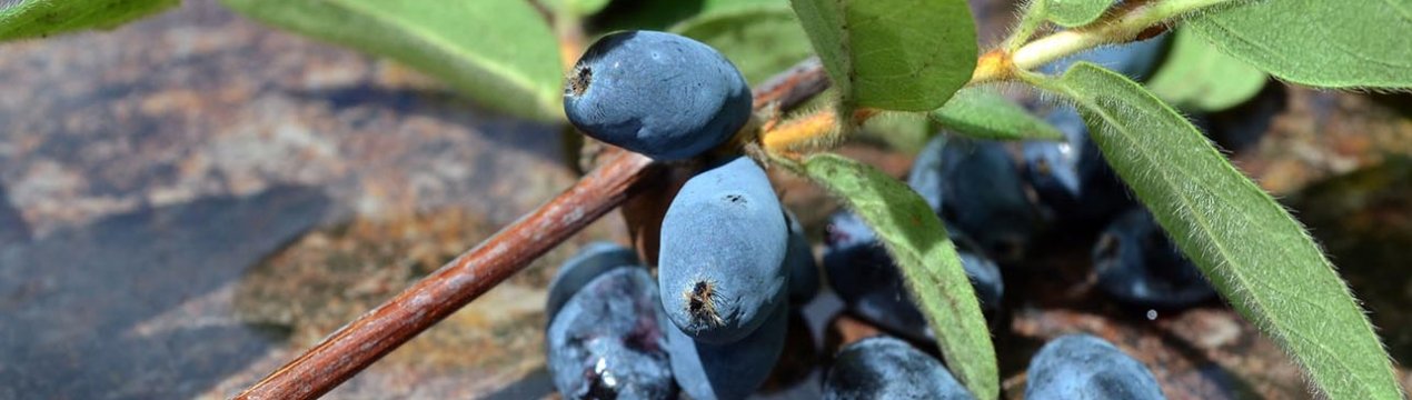 Жимолость їстівна Черничка: характеристика сорту і особливості вирощування