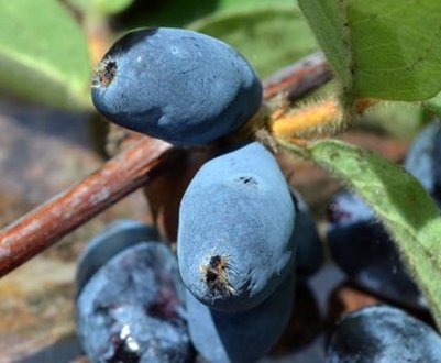 Жимолость їстівна Черничка: характеристика сорту і особливості вирощування