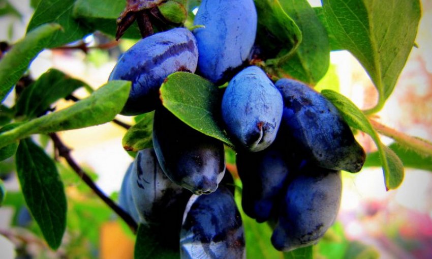 Жимолость їстівна Черничка Жимолость їстівна Черничка