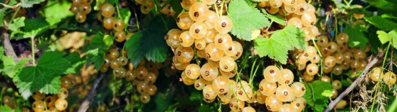 Біла смородина Беляна — основні характеристики