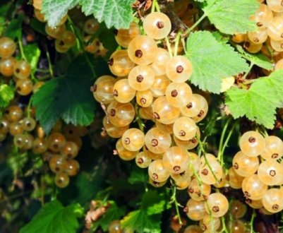 Біла смородина Беляна — основні характеристики