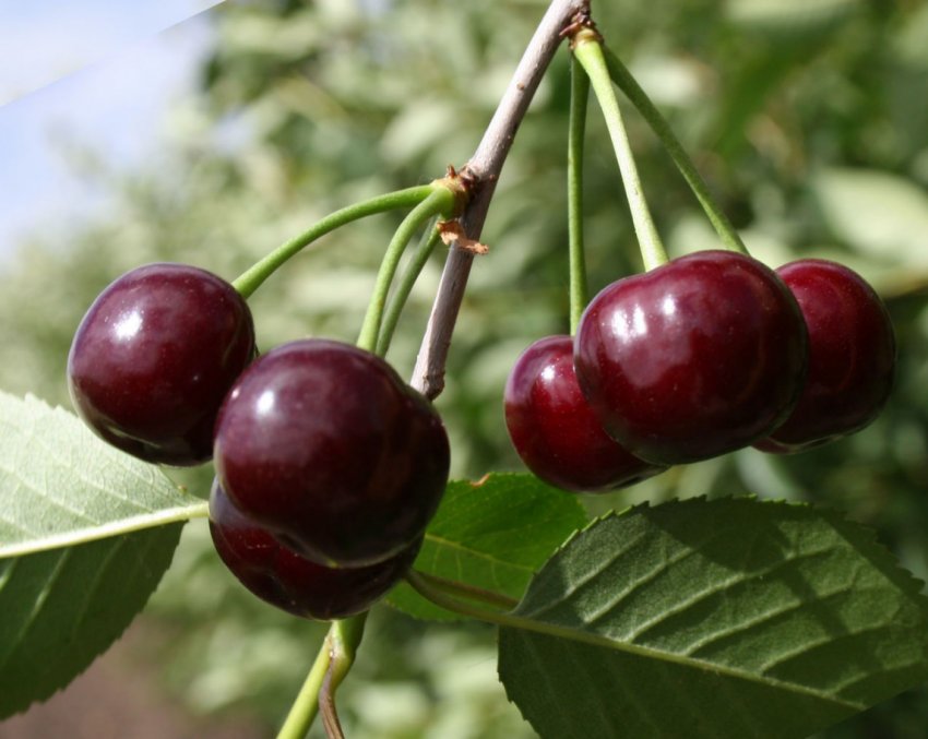 В цьому році в Україні неврожай вишні