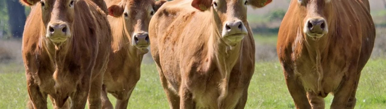 Багатодітній ульяновської родині подарували сертифікат на десять корів