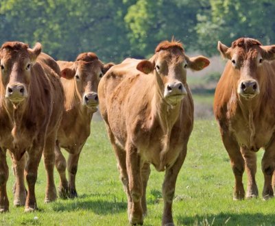 Багатодітній ульяновської родині подарували сертифікат на десять корів