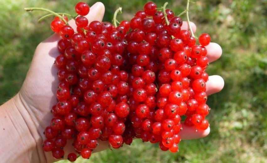 Смородина Червоний хрест