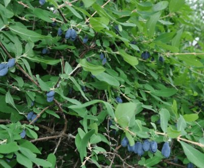 Погано приживається і не плодоносить молода жимолость