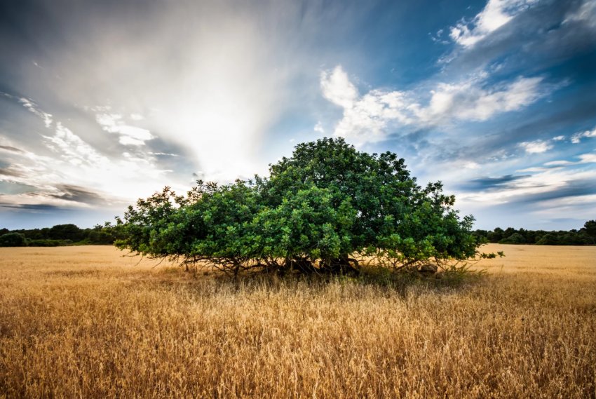 Тернопільська компанія повернула в сельхозобработку понад 500 гектарів занедбаних земель