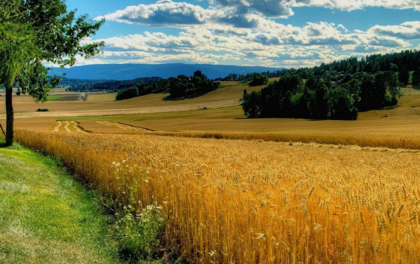 Тернопільська компанія повернула в сельхозобработку понад 500 гектарів занедбаних земель