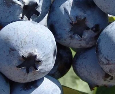 Лохина Чандлер: користь і шкода, посадка й догляд, шкідники