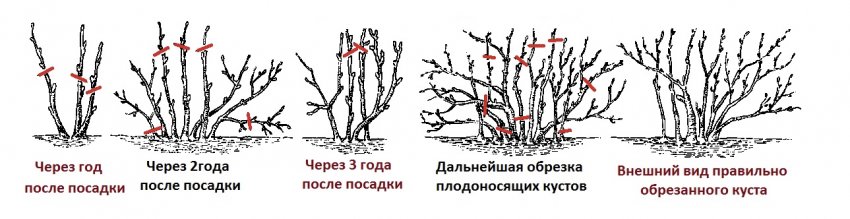 Характеристика сорта черной смородины селеченская. 102136.puf6cc.850. Характеристика сорта черной смородины селеченская фото. Характеристика сорта черной смородины селеченская-102136.puf6cc.850. картинка Характеристика сорта черной смородины селеченская. картинка 102136.puf6cc.850. На любом приусадебном участке можно обнаружить самые различные сорта смородины. Этот плодово-ягодный кустарник пользуется своей популярностью, так как он относительно неприхотлив в уходе, а также дает высокий уровень урожая. Смородину можно использовать для приготовления большого количества сладких блюд, варенья, джемов, а также напитков – компотов, морсов и вина. Сорта смородины Селеченская и Селеченская 2 относятся к числу сортов раннего срока созревания. Культура совершенно не капризна, если мы говорим об уходе, очень хорошо переносит перепады температур и заморозки. К тому же, следует отметить, что смородина Селеченская растет на большей части России, а также в Белоруссии и Украине, даже в регионах с достаточно строгим и трудным климатом, и в этом состоит огромное его преимущество перед многими иными сортами.
