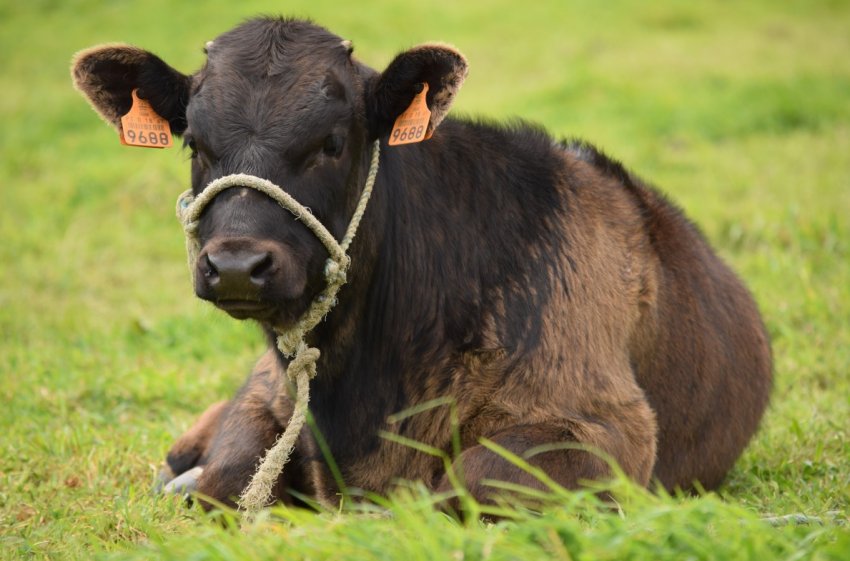Хабаровские аграрії обіцяють коровам 19 тисяч тонн корму Хабаровские аграрії обіцяють коровам 19 тисяч тонн корму