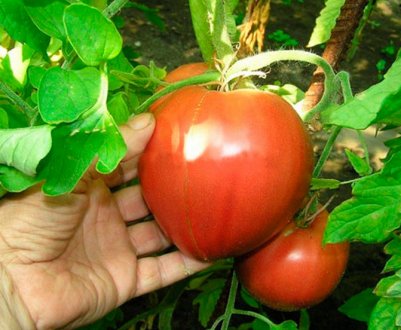 Томат «Алсу»: опис та характеристика сорти, вирощування і догляд