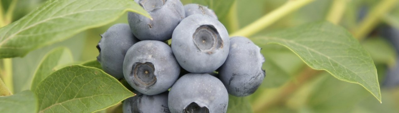 Лохина Дрейпер: опис сорту