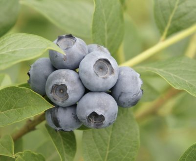 Лохина Дрейпер: опис сорту