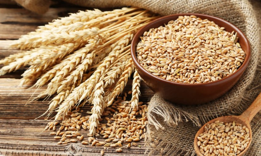 Ростовські аграрії «ополовинили» зерновий план Ростовські аграрії «ополовинили» зерновий план