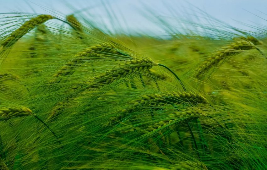 Ростовські аграрії «ополовинили» зерновий план Ростовські аграрії «ополовинили» зерновий план