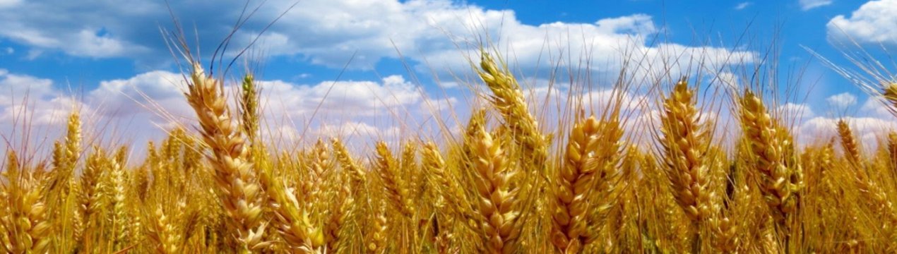 Ростовські аграрії «ополовинили» зерновий план